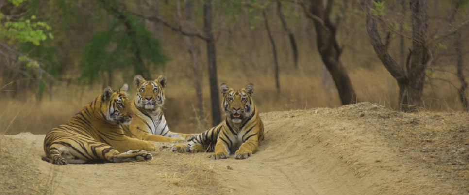 tipeshwar vs tadoba tour