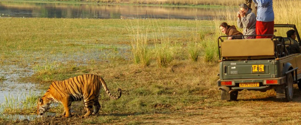tiger safari lover