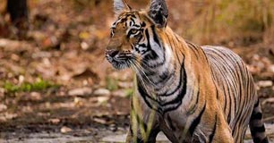 tipeshwar tour package