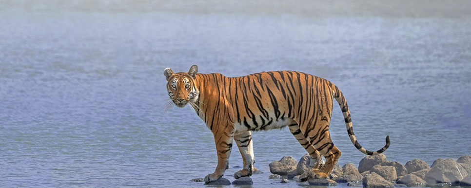 tiger in tipeshwar