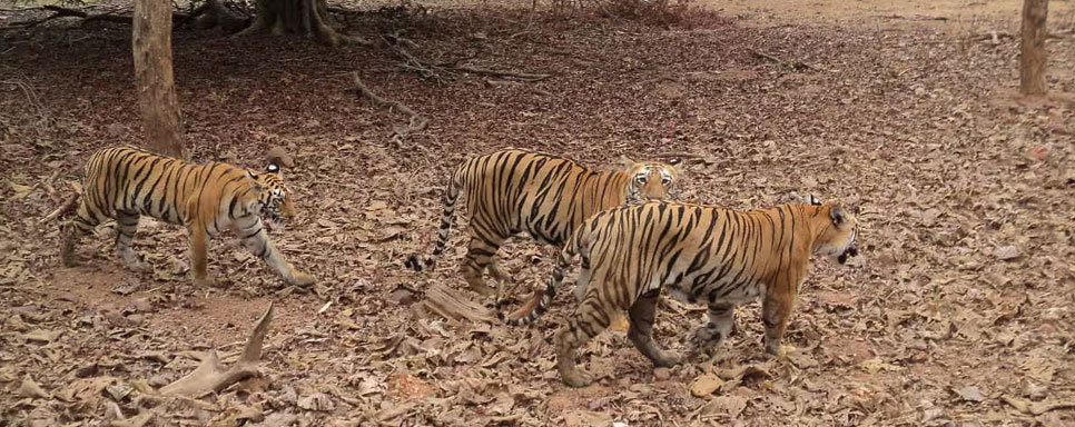 tipeshwar wildlife tour