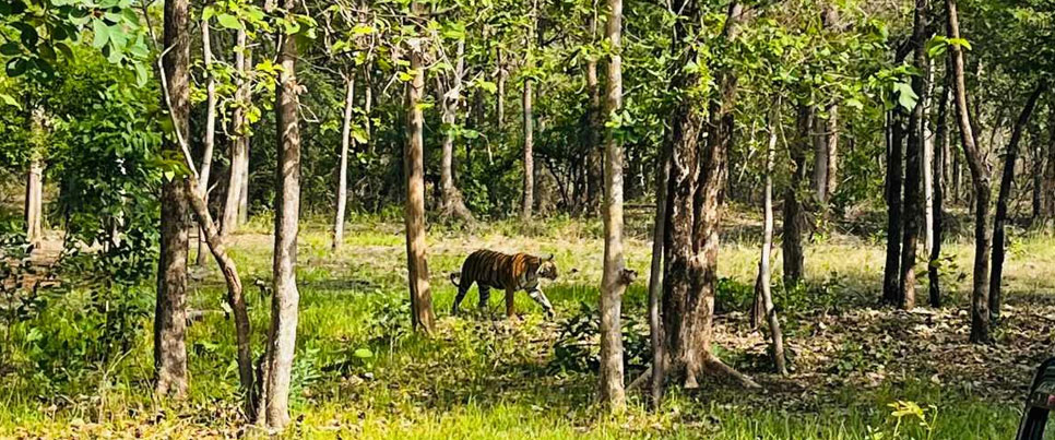 tipeshwar tiger tour