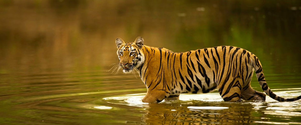 tipeshwar wildlife tour