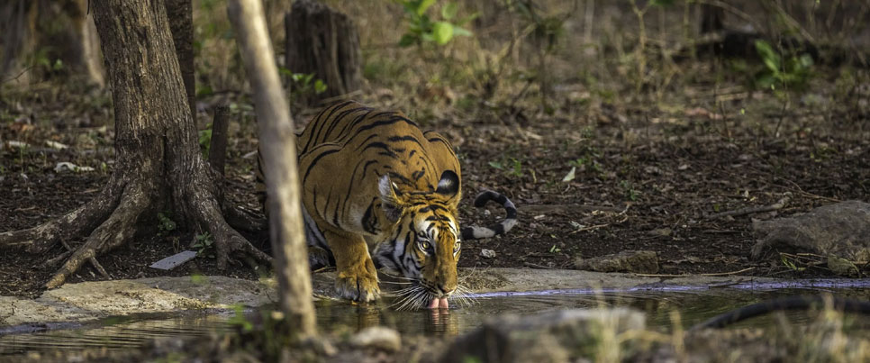 tipeshwar wildlife trip